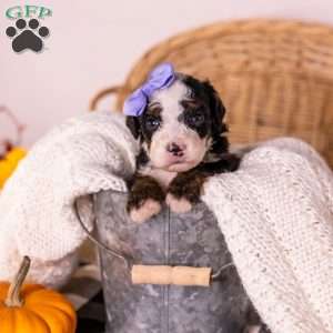 Helen, Bernedoodle Puppy